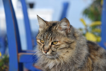 sch&ouml;ne goldbraune Katze
