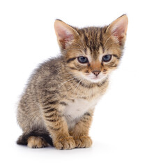 Kitten on white background.