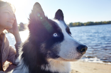 Owner with a siberian laika dog on a beach. Friendship of a dog and a woman