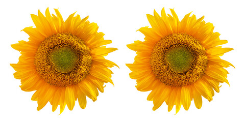 Yellow sunflowers isolated on transparent background