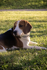 Andreia and Milú went to the park on a beautiful Autumn sunny afternoon. There, Milú met her good friend Pipo, the Beagle. Later, when they returned home, Andreia played a bit with her hamster Noé.