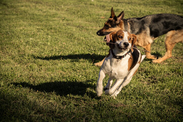 Andreia and Milú went to the park on a beautiful Autumn sunny afternoon. There, Milú met her good friend Pipo, the Beagle. Later, when they returned home, Andreia played a bit with her hamster Noé.