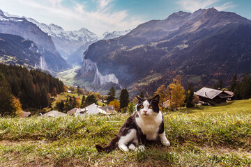 Wonderful Sunny landscape in Swiss alps. Cat on the grass. Wengen popular tourist village over the Lauterbrunnen valley, Switzerland. Europe. Concept of an ideal resting place. Creative image.