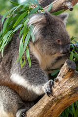 Close up of a koala eating eucalyptus leaves whilst sat on a tree branch. At Longleat Safari Park in Wiltshire, UK