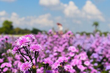 purple aster flowers blooming in garden