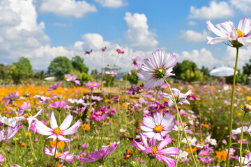 Beautiful colorful cosmos flowers blooming in meadow