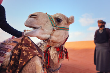 Camel resting on red sand Wadi Rum desert closeup detail to head, blurred local Bedouin man in...