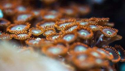 Underwater photo - orange flower like soft corals, Zoanthus species, emitting light under UV bulb, abstract marine background, shallow depth of field photo only few tentacles in focus