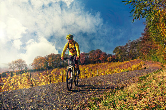 Herbst im Siebengebirge: Radfahrer zieht mit seinem Mountainbike durch die Weinberge