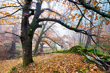 Fototapeta premium Castaños en Casillas