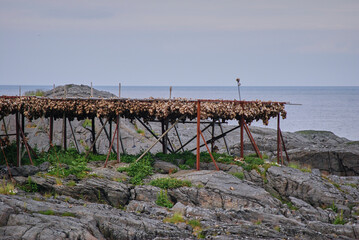 Fototapeta na wymiar wooden stand to dry cod fish on the Lofoten Islands