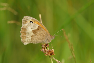 Closeup on a Meadow brown butterfly, Maniola jurtina , hiding in the grass in the morning with closed wings