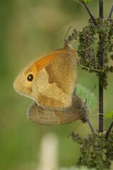 Natural vertical closeup on a copulating pair of Meadow brown butterfly, Maniola jurtina , hiding in the grass