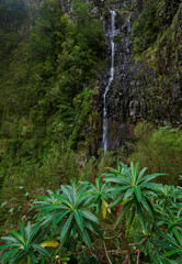 Waterfall Risco in jungle, Madeira Portugal