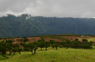 Laurissilval forest Fanal and landscape, Madeira, Portugal, Europe