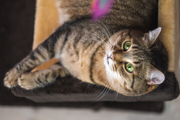 Striped fluffy cat with green eyes resting, lying on cat bed . Close-up of beautiful furry cat relaxing.