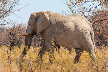 Fototapeta premium Elephant in natural habitat in Etosha National Park in Namibia.