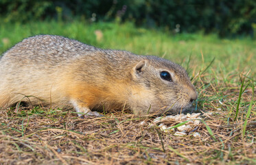 Naklejka na ściany i meble A gopher is eating sunflower seeds in a grassy meadow. Close-up.