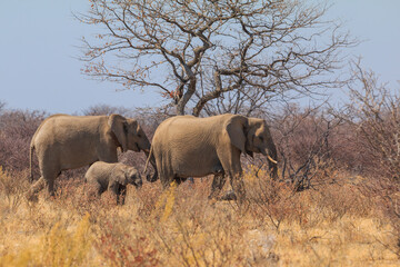 Fototapeta premium Elephants in natural habitat in Etosha National Park in Namibia.