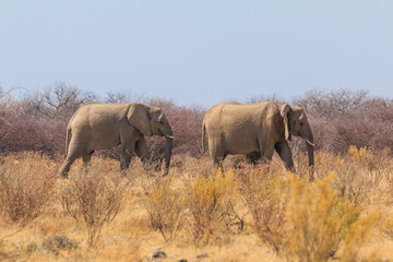 Fototapeta premium Elephants in natural habitat in Etosha National Park in Namibia.
