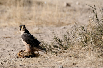 Falcon on a kill