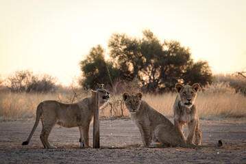 Lions on the road