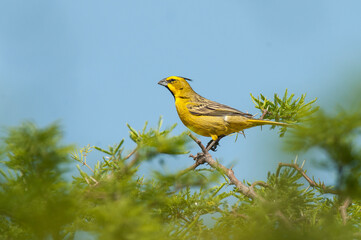 Yellow Cardinal, Gubernatrix cristata, Endangered species in La Pampa, Argentina
