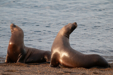 Fototapeta premium Sea Lions on beach, Peninsula Valdes, World Heritage Site, Patagonia, Argentina
