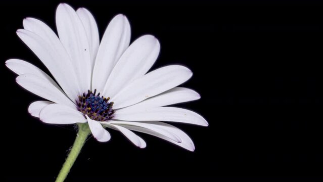 Timelapse of white daisy blooming on black background. Easter, Birthday, Happy Women's Day, Mother's Day.