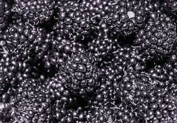 blackberry black berries, closeup background