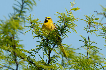 Yellow Cardinal, Gubernatrix cristata, Endangered species in La Pampa, Argentina