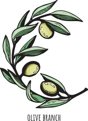 branch of green olives vector.