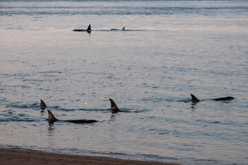 Killer whale family, hunting sea lions on the paragonian coast, Patagonia, Argentina