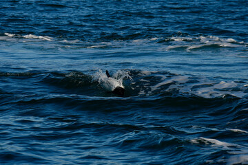 Fototapeta premium Commerson dolphin swimming, Patagonia , Argentina.