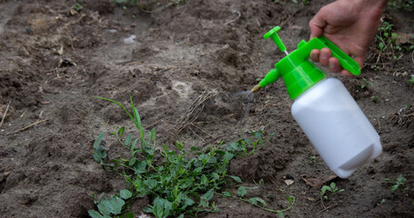 farmer sprays weeds in the garden. Selective focus.