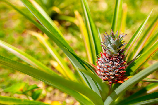 Pineapples growing on a plantation close-up. Pineapple harvest in tropical countries. Fresh tropical fruits.