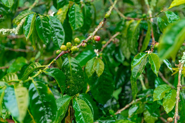 green coffee fruits on a branch in the rain forest in the rain