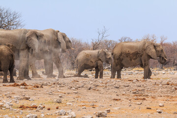 Fototapeta premium Elephant in natural habitat in Etosha National Park in Namibia.