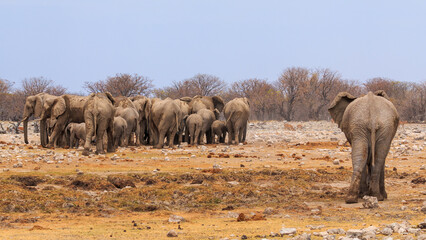 Fototapeta premium Elephant in natural habitat in Etosha National Park in Namibia.