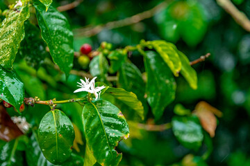 organic coffee plantation in rain forest