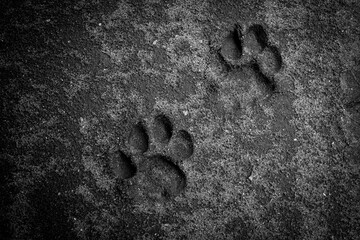 Lions tracks