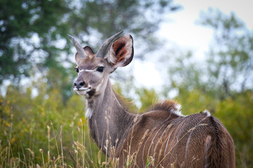 Young Kudu
