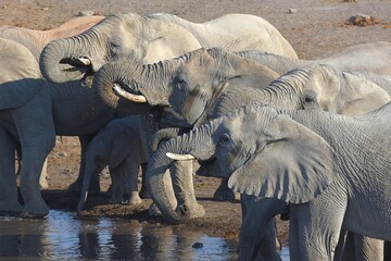 Fototapeta premium Elefantenherde (loxodonta africana) am Wasserloch Chudop im Etoscha Nationalpark in Namibia. 