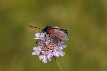 Closeup on a colorful diurnal six spotted burnet moth, Zygaena filipendula on a pin scabious flower