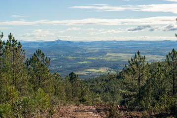 Camino descendente en un pinar con el valle al fondo.