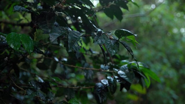 green coffee fruits on a branch in the rain forest in the rain