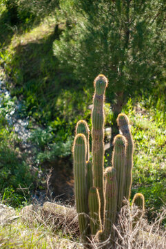 cactus echinopsis spachiana con un fondo de vegetaci&oacute;n verde y un arroyo 