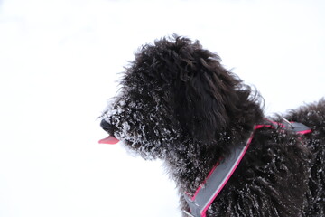 a black Doodle dog is playing in the snow