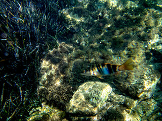 Fondale marino Isola Bella Taormina