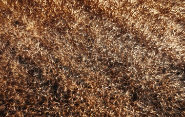 Top view of a wheatfield. Organic food. Flying over a field Directly above view of wheat field. Field before harvesting. Agriculture background. Drone flying over ripened wheat field